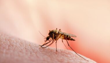Virus du Nil occidental en Île-de-France, les gestes clés pour s'en protéger