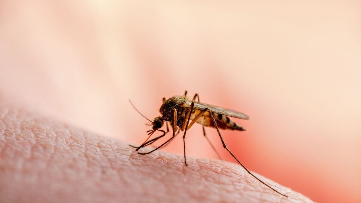 Virus du Nil occidental en Île-de-France, les gestes clés pour s'en protéger
