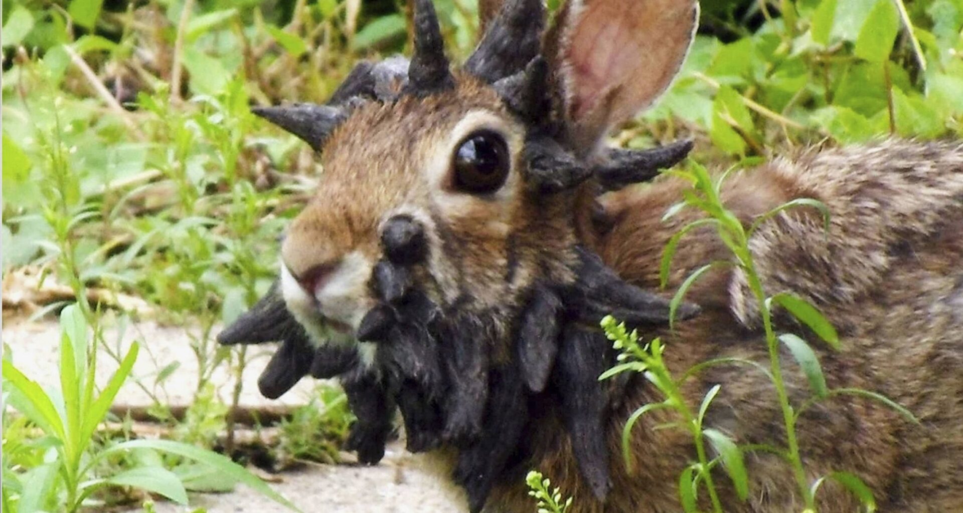 Faut-il avoir peur du lapin Frankenstein et ses cornes acérées ?