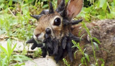 Faut-il avoir peur du lapin Frankenstein et ses cornes acérées ?