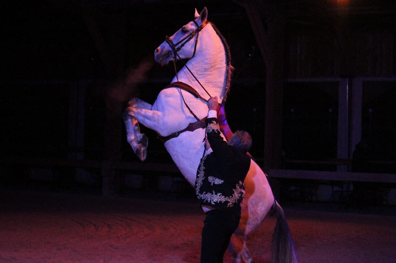 Cascades, voltiges… Un spectacle équestre gratuit à voir en famille ce week-end près de Nancy