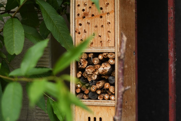 Strasbourg ça pousse plantes végétaux verdure fleurs jardinage (36)