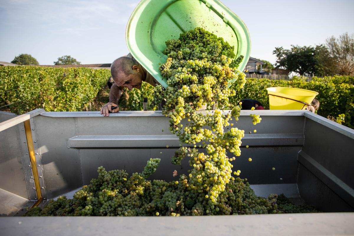 pour 2025, des vendanges précoces et un « millésime de qualité »