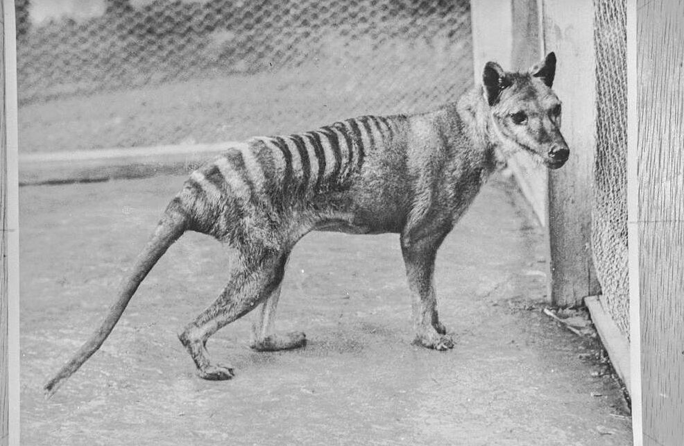 thylacine
