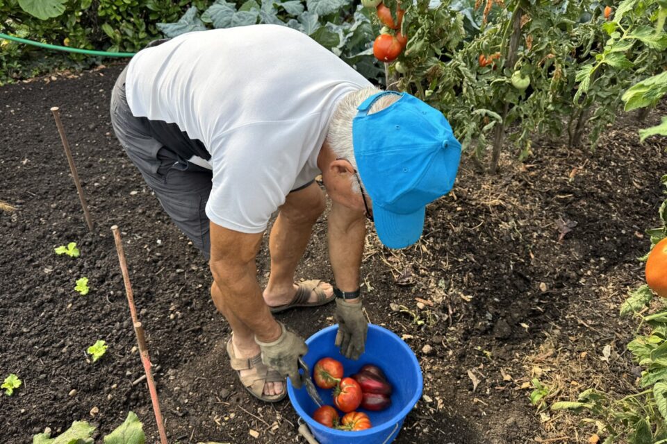C'est un travail quotidien pour obtenir d'aussi belles tomates. 