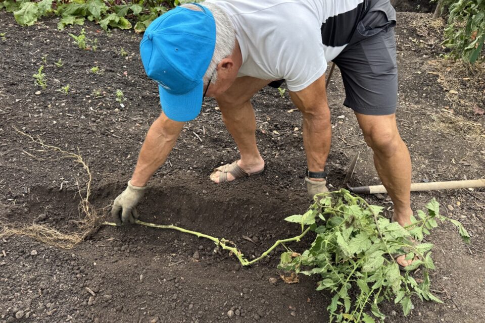 Une technique de plantation infaillible. 