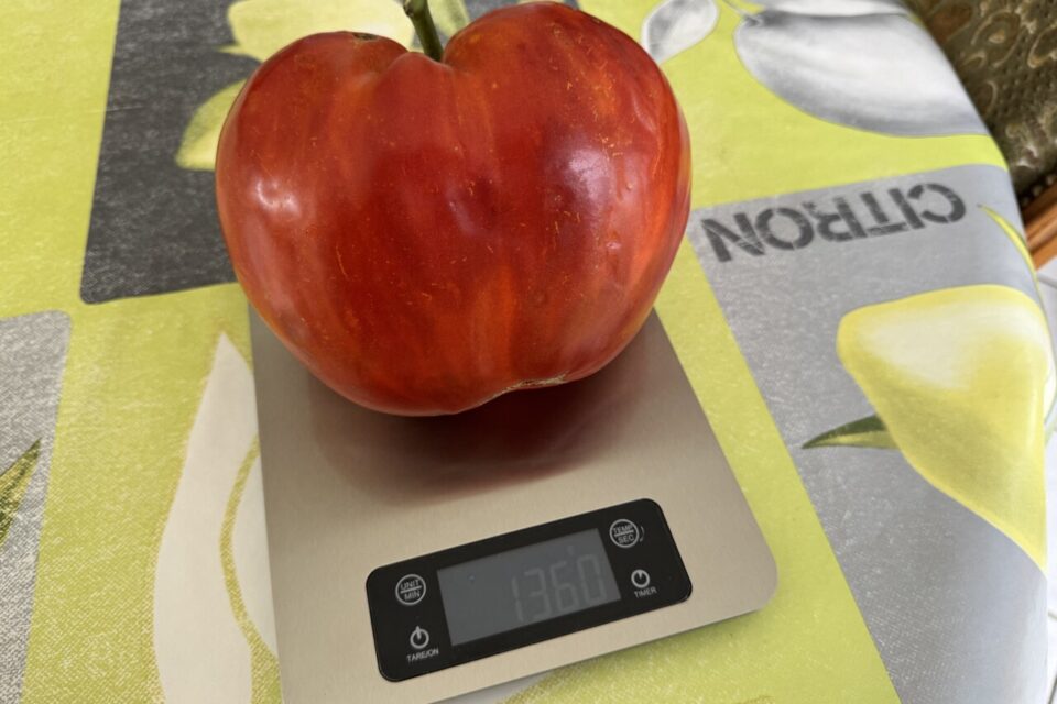 Plus d'1,3 kg pour cette belle tomate charnue toute juste récoltée dans le jardin. 