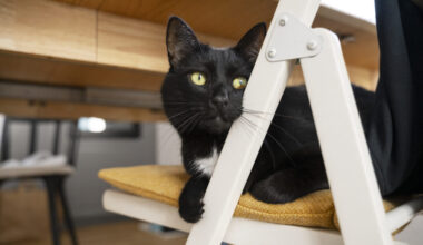 À côté de Bordeaux, une crêperie-bar à chats fait ronronner les clients
