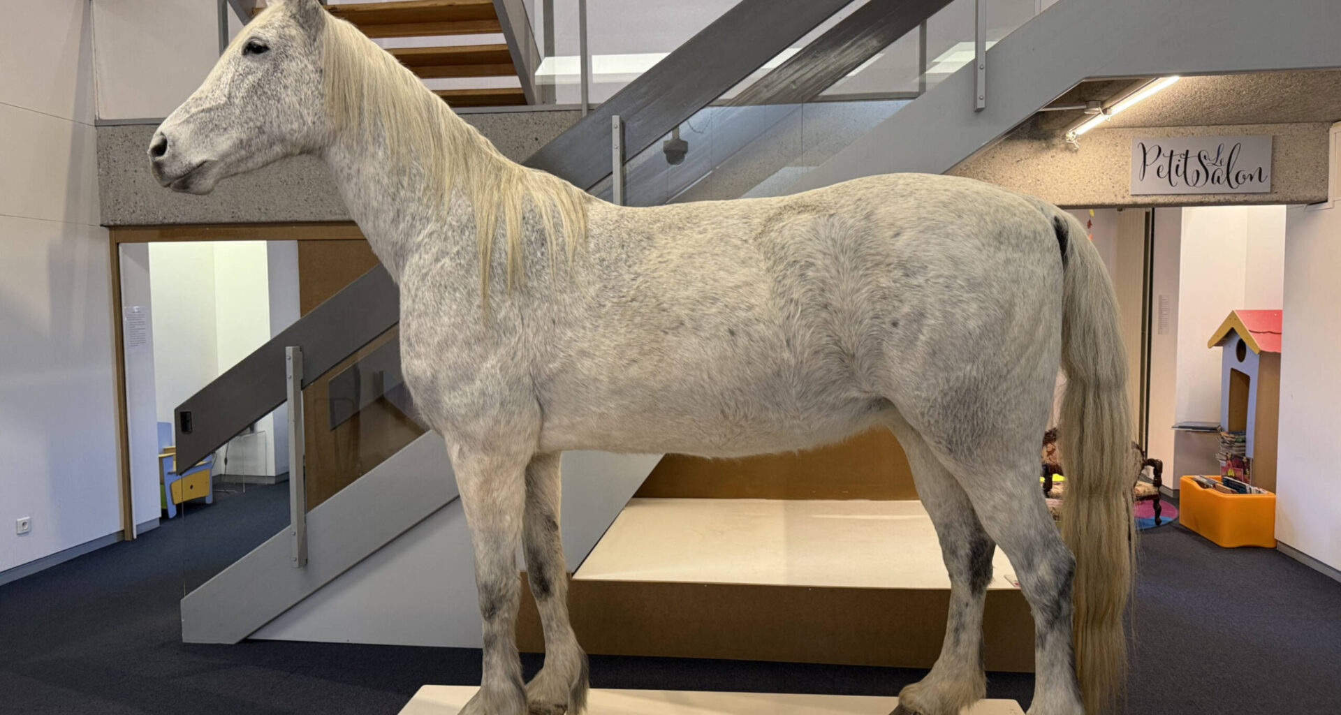 Arrivée du premier spécimen de l’exposition  Domestique-moi si tu peux !