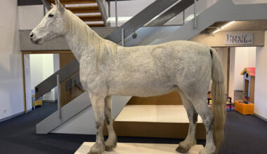 Arrivée du premier spécimen de l’exposition  Domestique-moi si tu peux !