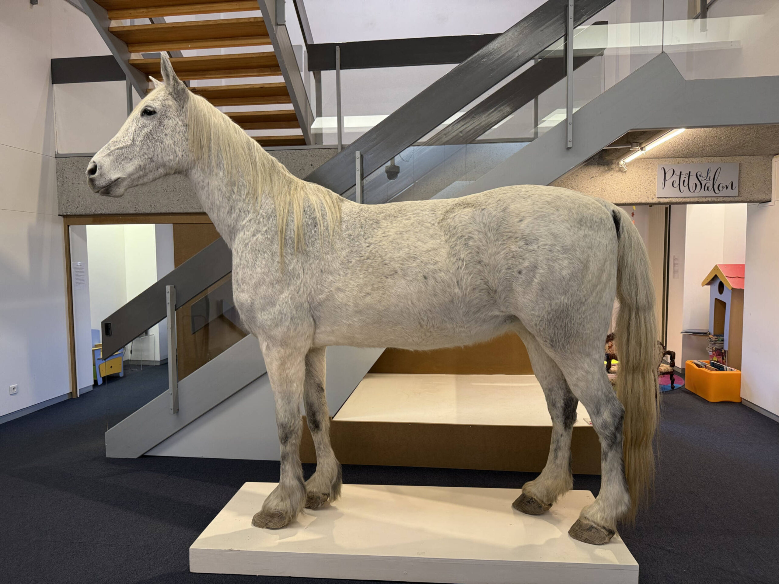 Arrivée du premier spécimen de l’exposition  Domestique-moi si tu peux !