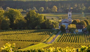 Paysages du vignoble bordelais dans le Sauternes - Esperanza33