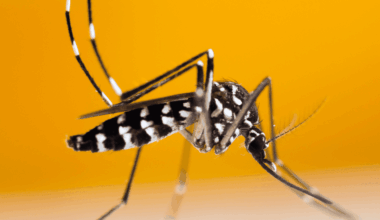 après un cas de dengue, une opération de démoustication va être menée sur l'île de Nantes