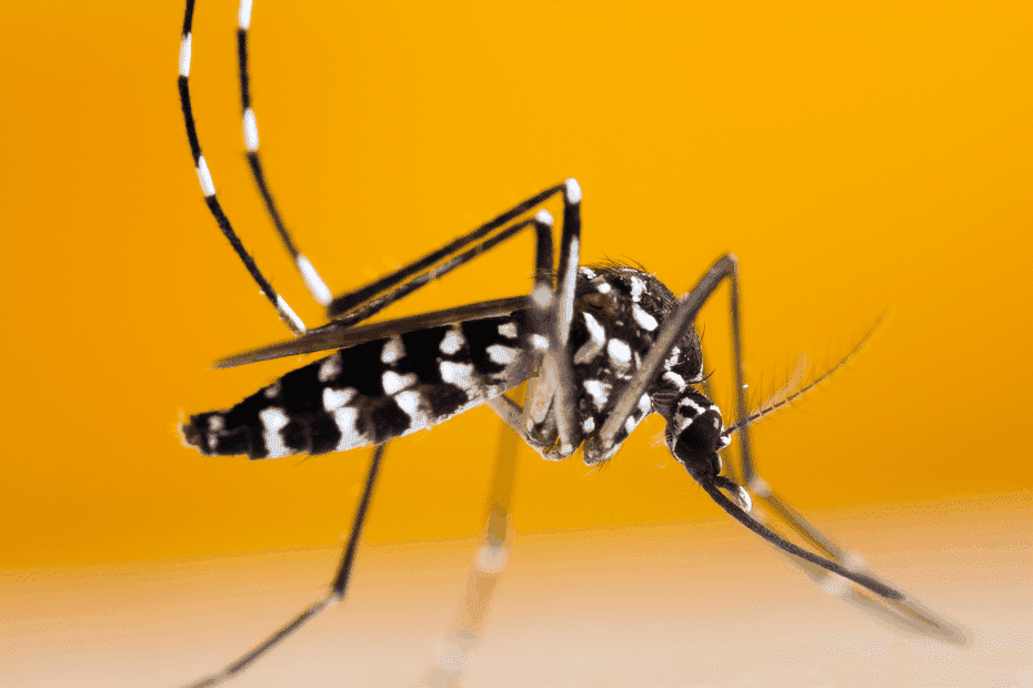 après un cas de dengue, une opération de démoustication va être menée sur l'île de Nantes
