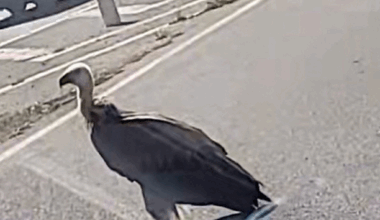 que faisait ce vautour esseulé au milieu de l'A750 ?!