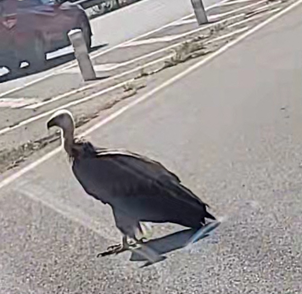 que faisait ce vautour esseulé au milieu de l'A750 ?!