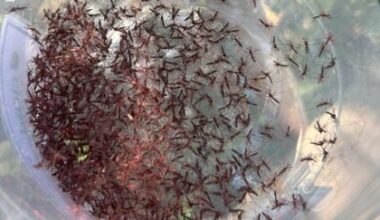 La technique de l’insecte stérile (TIS), à la croisée de la santé humaine et végétale