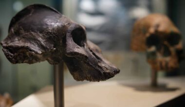 Paranthropus ancêtres