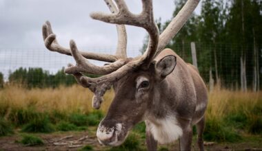 Suède : l'exploitation minière et le climat mettent en péril la culture des éleveurs de rennes samis