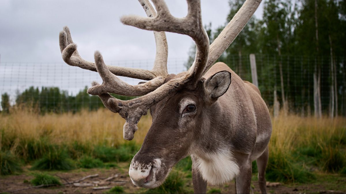 Suède : l'exploitation minière et le climat mettent en péril la culture des éleveurs de rennes samis