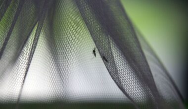 Chikungunya : déjà plus de 300 cas autochtones détectés en France cet été, un niveau inédit