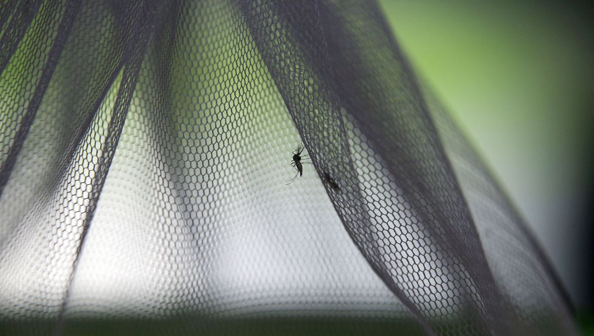 Chikungunya : déjà plus de 300 cas autochtones détectés en France cet été, un niveau inédit