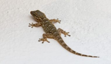 De drôles de geckos à Bordeaux