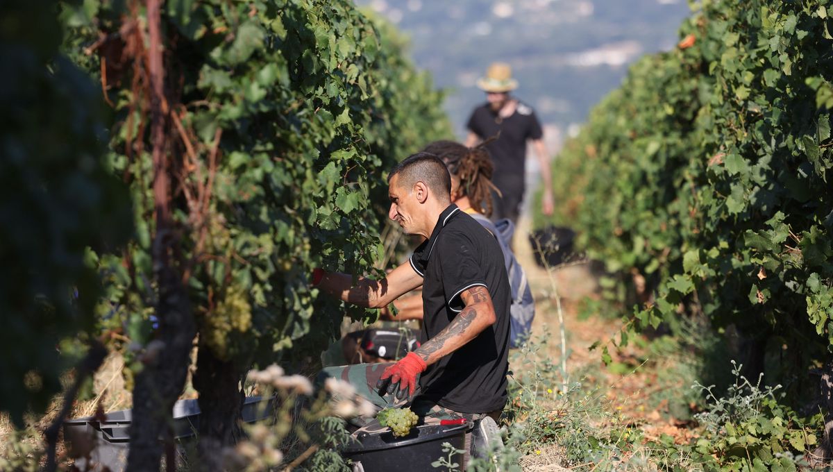 Les vendages touchent à leur fin sur les hauteurs de Nice !