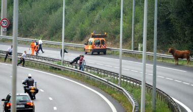 Deux vaches se retrouvent sur la quatre voies près de Rennes : la circulation déviée plusieurs heures