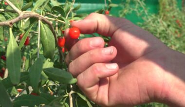 VIDEO- Le pari audacieux de Nancy et Thomas : quatrième génération d'agriculteurs, ils se lancent dans la baie de Goji
