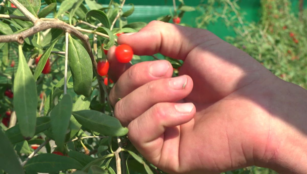 VIDEO- Le pari audacieux de Nancy et Thomas : quatrième génération d'agriculteurs, ils se lancent dans la baie de Goji