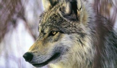 Loire : la présence du loup confirmée cet été dans le Gier