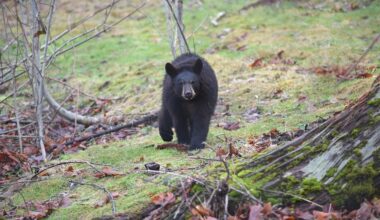 La victime a été traînée sur 100 mètres : une joggeuse attaquée par un ours près de son domicile alors qu’elle sortait courir