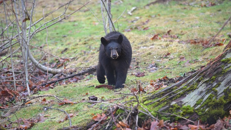 La victime a été traînée sur 100 mètres : une joggeuse attaquée par un ours près de son domicile alors qu’elle sortait courir