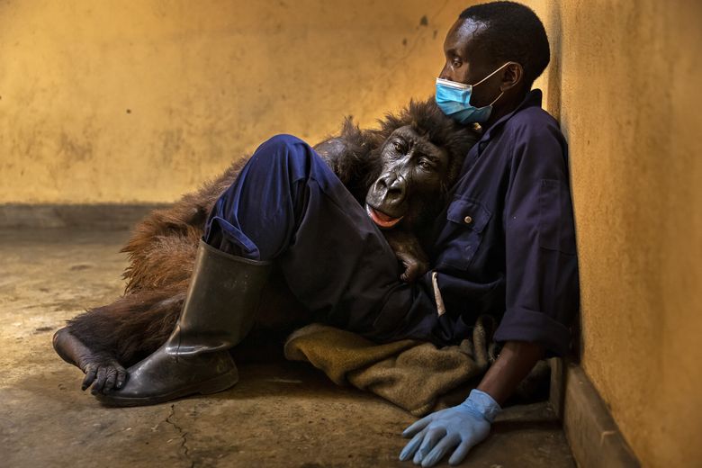 La peur de mourir dans le regard de Ndakasi, ici avec son soigneur André Bauma du centre Senkwekwe, le seul refuge au monde pour les gorilles de montagne. Ndakasi avait survécu à l’assassinat de sa famille en 2007. Elle a passé le reste de sa vie en compagnie d’humains et d’autres gorilles orphelins. (2021)