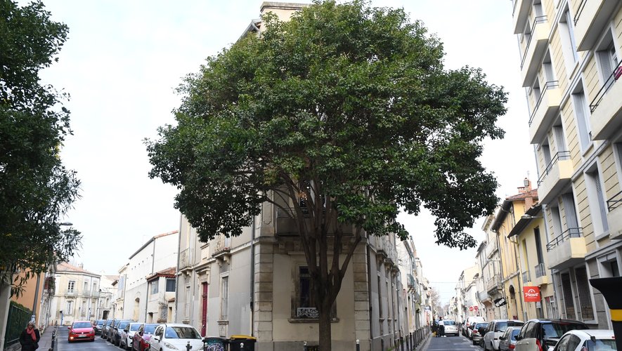 Mis en cause dans un nouveau dossier, Hamid, 38 mentions à son casier judiciaire, devra s’éloigner de son "quartier natal" des Beaux-Arts de Montpellier