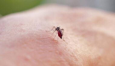 Plus de 300 cas de chikungunya en métropole depuis cet été, un niveau sans précédent