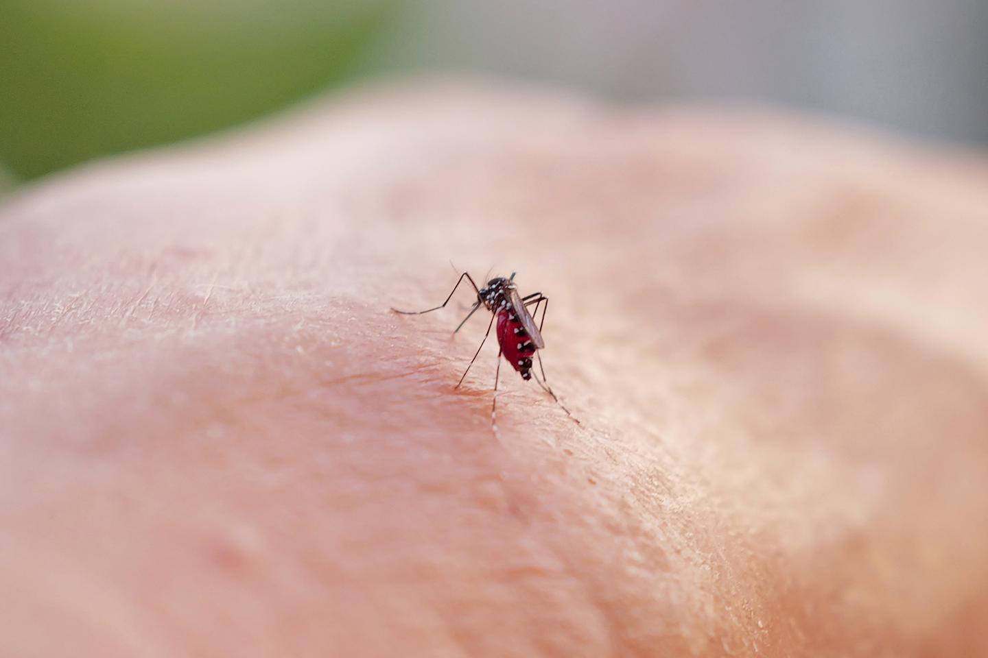 Plus de 300 cas de chikungunya en métropole depuis cet été, un niveau sans précédent