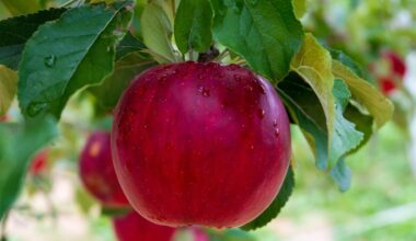Sortir à Montpellier : fête de la pomme, médiévale, Beer Love Fest… des idées pour ce samedi 6 septembre