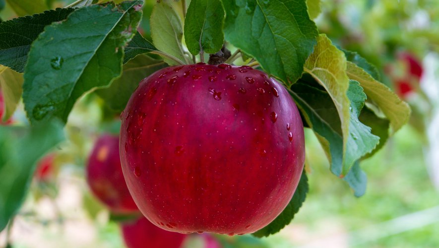 Sortir à Montpellier : fête de la pomme, médiévale, Beer Love Fest… des idées pour ce samedi 6 septembre