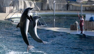 les dauphins pourraient être transférés à Beauval, avenir incertain pour les orques