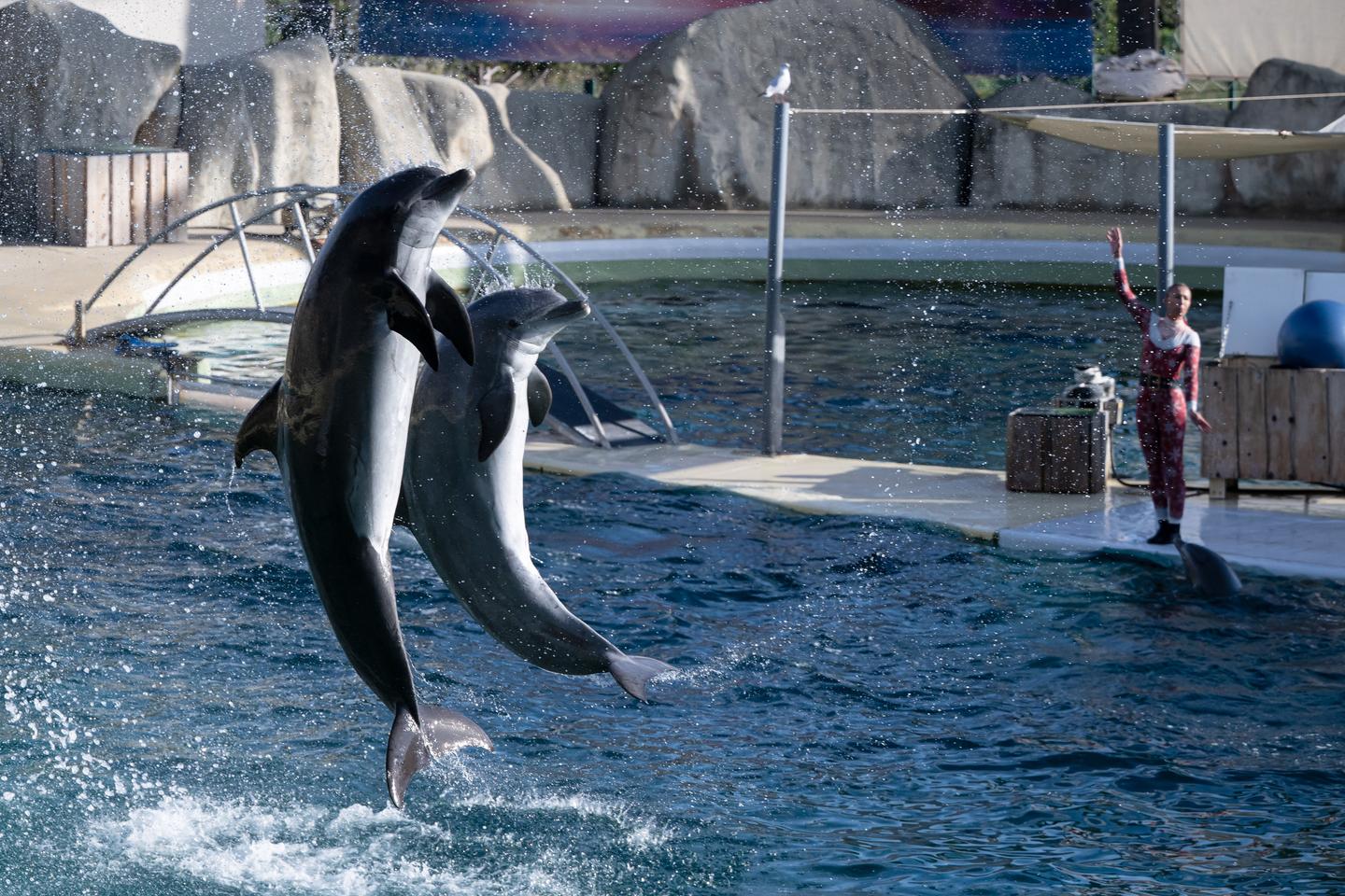 les dauphins pourraient être transférés à Beauval, avenir incertain pour les orques