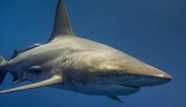 Sa planche a été coupée en deux : un surfeur tué par "un grand requin", plusieurs plages fermées