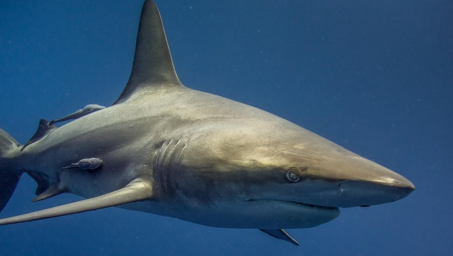 Sa planche a été coupée en deux : un surfeur tué par "un grand requin", plusieurs plages fermées