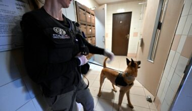 Un chien policier découvre 32 000 euros du cannabis, un jeune suspect interpellé