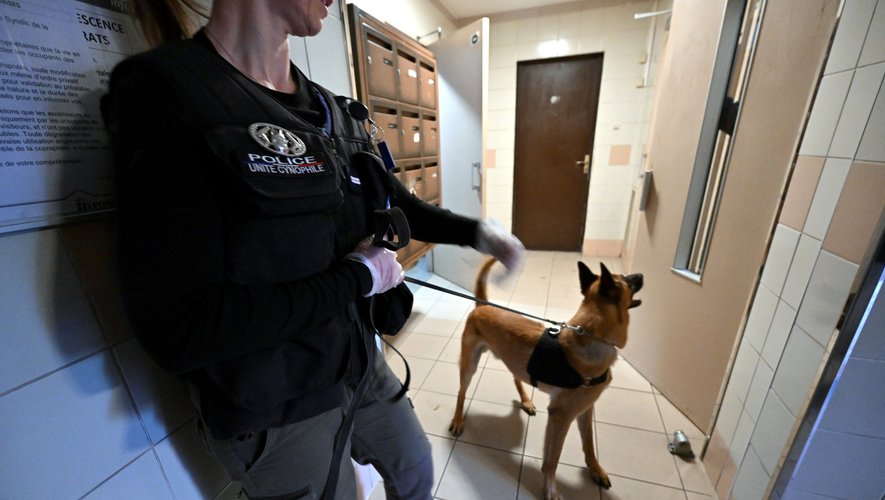 Un chien policier découvre 32 000 euros du cannabis, un jeune suspect interpellé