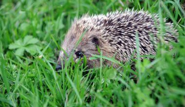 La chasse nocturne aux hérissons se termine en garde à vue pour deux amateurs éméchés