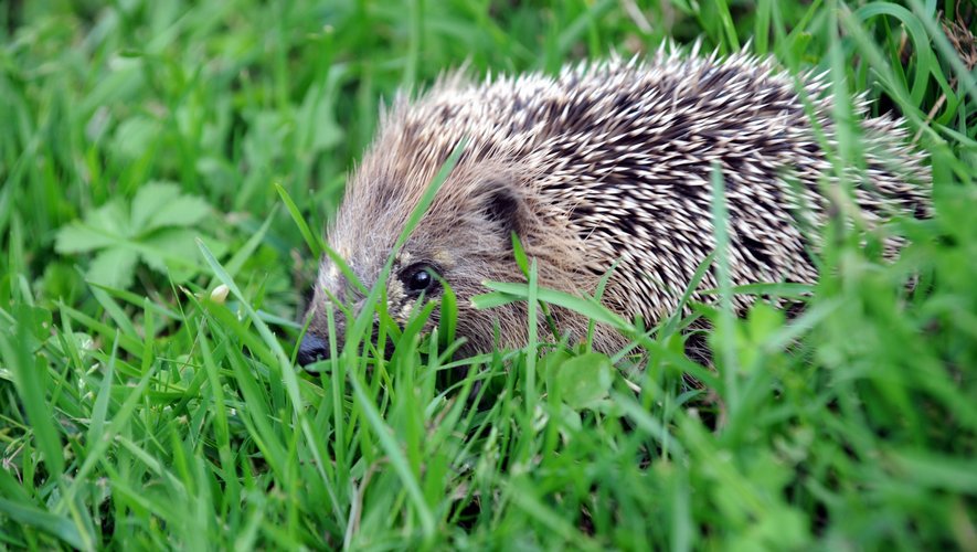 La chasse nocturne aux hérissons se termine en garde à vue pour deux amateurs éméchés
