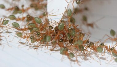 Pour les fourmis tisserandes, l’union fait la superforce