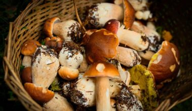 40 ans après la catastrophe, une association lance un appel aux ramasseurs de champignons pour analyser la contamination des sols